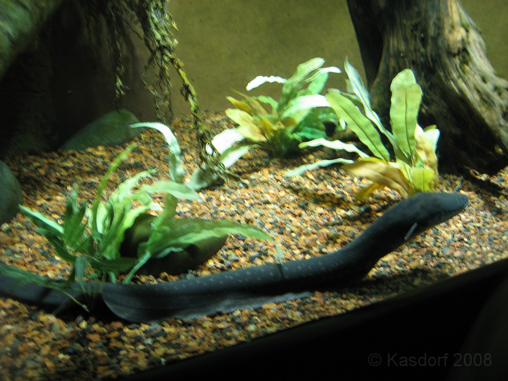 Baltimore MD 2009 1540.jpg - A 4th of July trip to Washington DC in 2009 included a stop in Baltimore MD to see the National Aquarium.